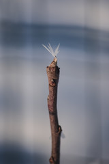 Winter nature. A dried herb plant covered with icy crystals. Texture of ice and snow. Macro ice. Winter landscape. - Image