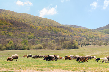 herd of sheep grazing on spring meadow at foot of mountains