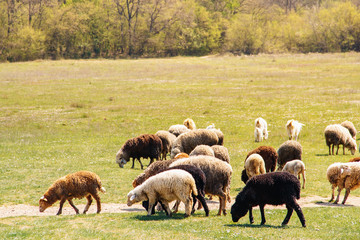 flock of sheep grazing on spring meadow
