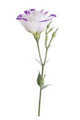 Fototapeta na wymiar Eustoma flower isolated on white background.