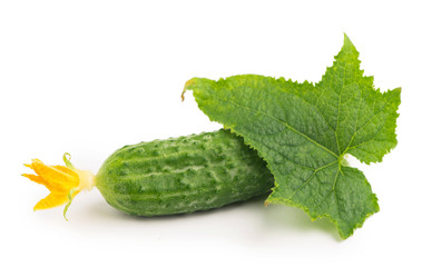 Tomatoes red on a green branch, white background