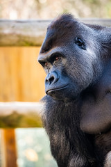 Portrait d'un gorille des plaines