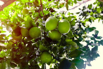 unripe grapefruit fruit on tree branches in sunset sunlight