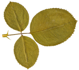 Dry leaf rose from herbarium isolated on white background.