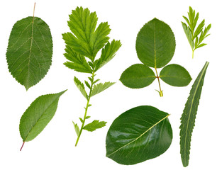 Flat layer of leaves of various plants is isolated on a white background.