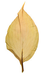 Dry leaf Hosta from herbarium isolated on white background.