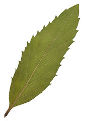 Dry leaf from herbarium isolated on white background.