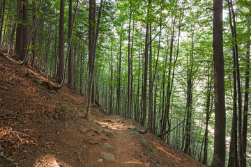 A stone-paved path climbs into a coniferous forest in the mountains.