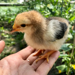 Gentle fluffy chicken sits in the palm of the girl.