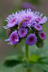 Caterpillar pest on Ageratum flower in the summer garden.