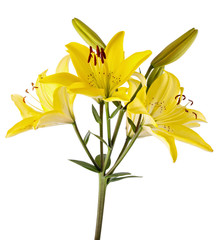 Branch with bud blooming lily flower isolated on white background.