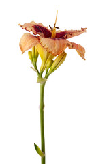 Hemerocallis, garden flower, isolated on white background.