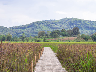 Fototapeta na wymiar The bamboo bridge across rice fields.