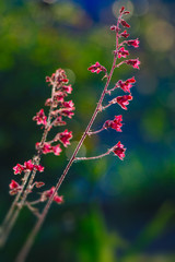 Heuchera Flowers pink on a flowerbed in the summer garden.