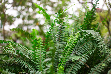 Green Fresh Spring Fern Fronds. Background, wallpaper