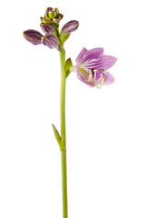 Fototapeta na wymiar Blooming flowers Hosta. Perennial plant on a white background.