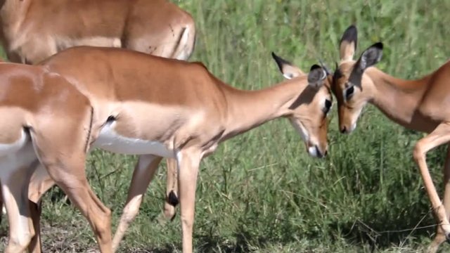 50 fps - Footage of the herd of Impalas standing in the savannah grass in the north of Namibia 