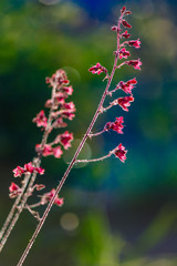 Heuchera Flowers pink on a flowerbed in the summer garden.