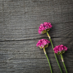 Red blooming flower Armeria on the background of the old boards with texture.