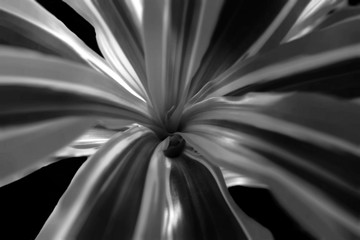 abstract fractal background