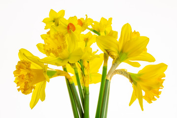 Vibrant Yellow Daffodils Isolated on White background -1