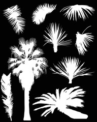 white palm trees and foliage isolated on black