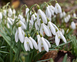 Schneeglöckchen (Galanthus) - Gruppe von eng zusammen stehenden Blüten