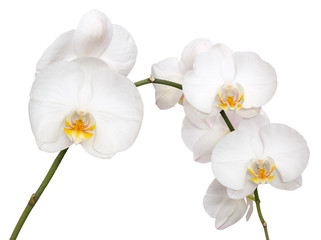 Phalaenopsis amabilis isolated on white background. - obrazy, fototapety, plakaty