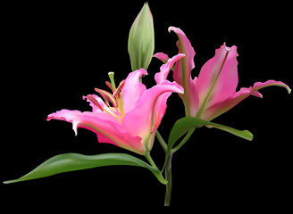 Fototapeta premium two blooms isolated on black lily pink flower