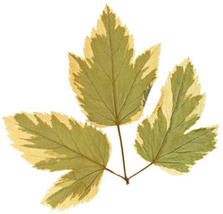 Dry leaf from herbarium isolated on white background.