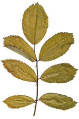 Dry leaf rose from herbarium isolated on white background.
