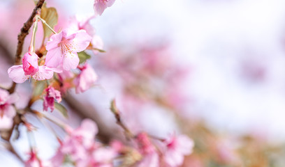 Beautiful cherry blossoms sakura tree bloom in spring over the blue sky, copy space, close up.