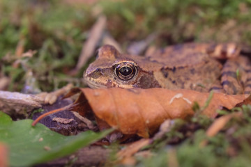 Grasfrosch versteckt sich hinter einem Blatt