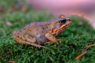 Grasfrosch auf Moos in einer Makroaufnahme