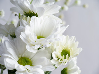 Fototapeta premium White flowers on light background