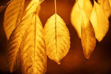 Gold leaves