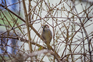 Sparrow on a tree branch without leaves close up