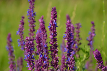 Obraz premium Salvia flowers