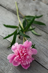 Pink blooming peony flower on the background of the old boards with texture.