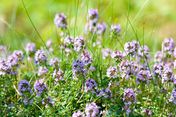 Thyme flowers - Thymus sp. in summer