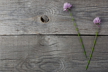 Red blooming flower Allium schoenoprasum on the background of the old boards with texture.
