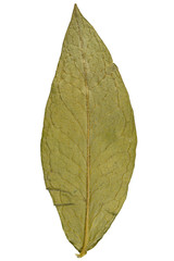 Dry leaf from herbarium isolated on white background.