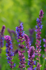 Obraz premium Salvia flowers