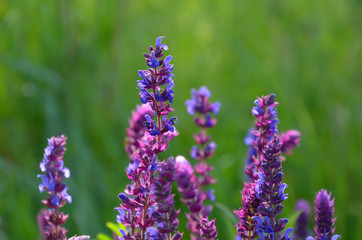 Salvia flowers
