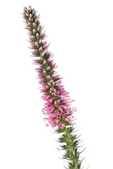 Physostegia virginiana blooms isolated on white background.