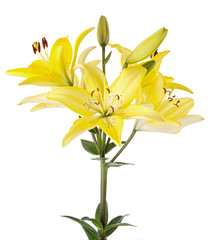 Obraz premium Branch with bud blooming lily flower isolated on white background.