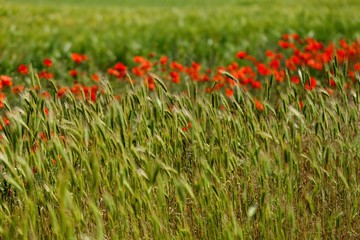 Green Barley / Wheat Field with Poppies on Background