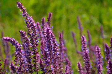 Obraz premium Salvia flowers