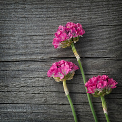 Red blooming flower Armeria on the background of the old boards with texture.