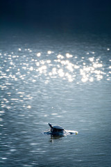 Black color turtle sunbathing on lake pond stone